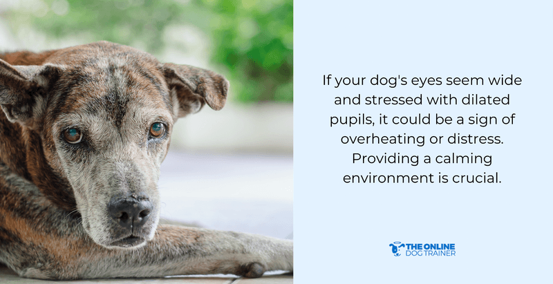 tips in helping dogs cool down