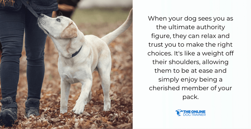 how to teach dog boundaries