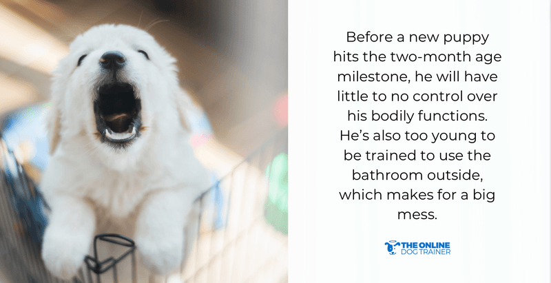 best age to adopt dogs