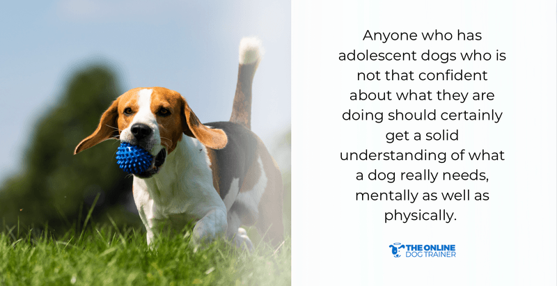 best age to adopt dogs