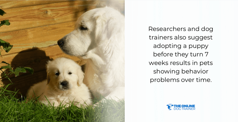 best time to adopt dogs