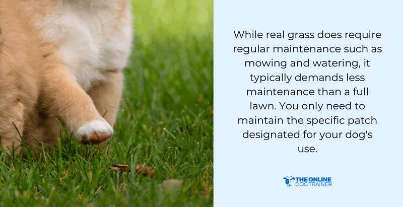 fresh patch XL for large dogs