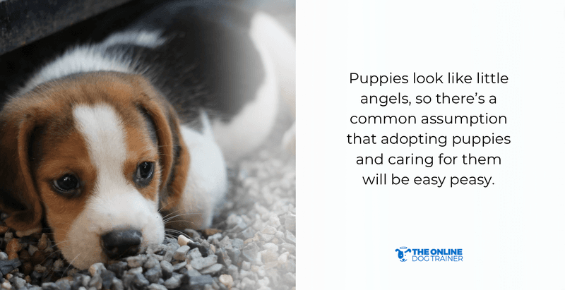 best time to adopt dogs