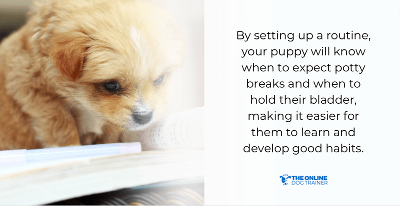 best way potty train puppies