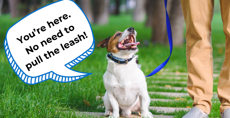 how to stop leash pulling in 5 minutes