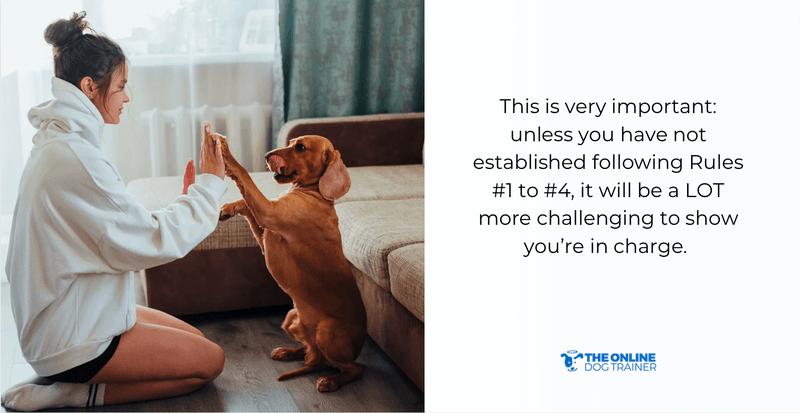 how to walk your dog