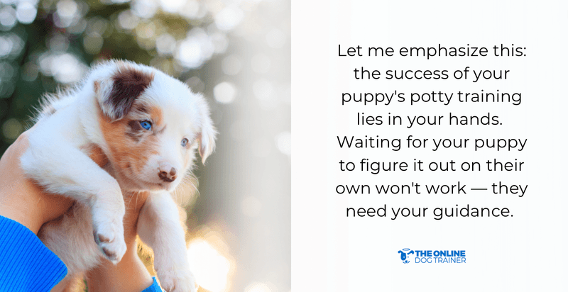 potty training puppies