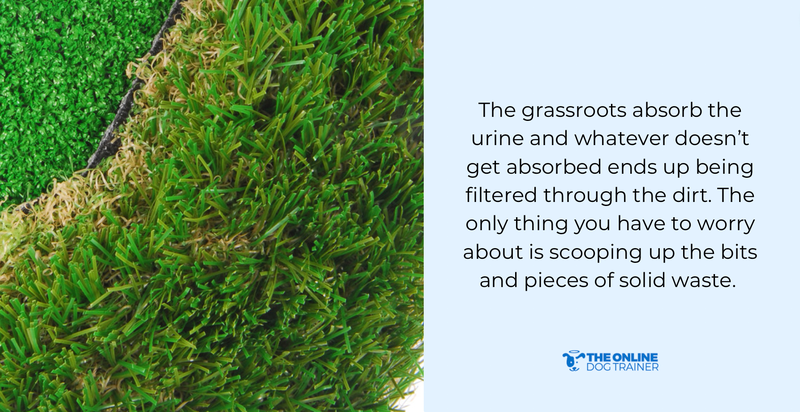 farm fresh grass for potty training