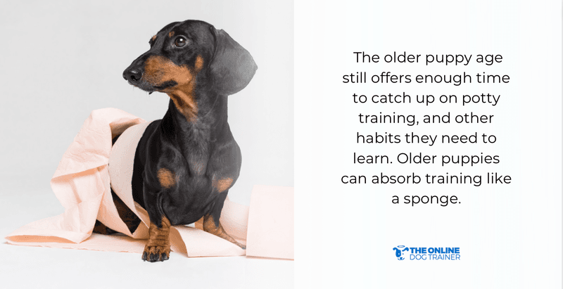 best age to adopt dogs