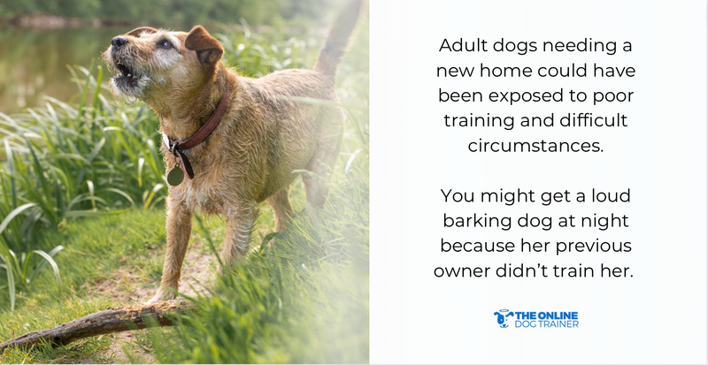 best time to adopt dogs