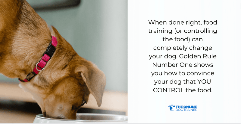 doggy dan five golden rules