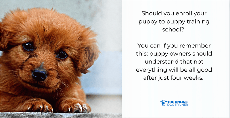 puppy training classes