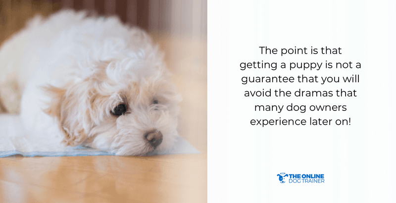 best age to adopt dogs