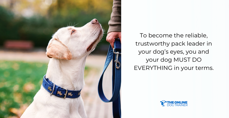 doggy dan golden rule 5