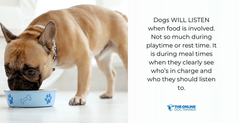 doggy dan five golden rules