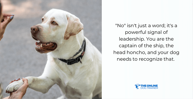 how to teach dogs boundaries