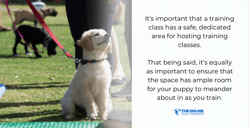 puppy training classes