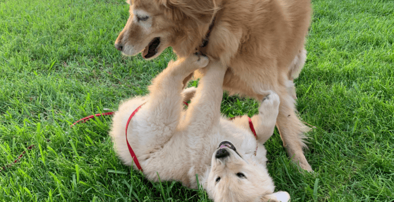 Puppy Training Classes: Should You Enroll + The Pros and Cons cover