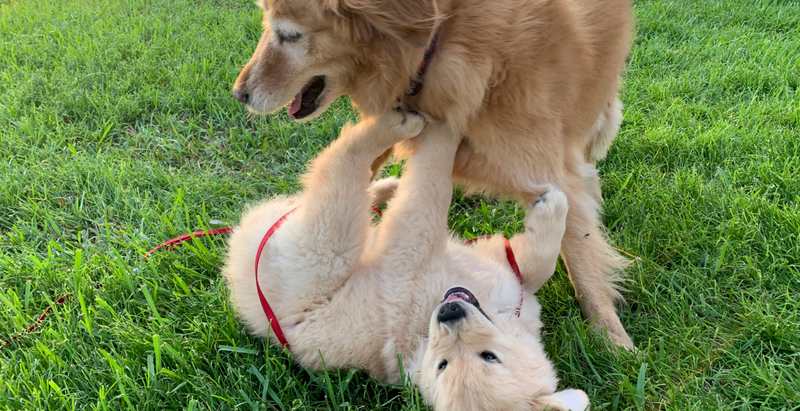 puppy training classes