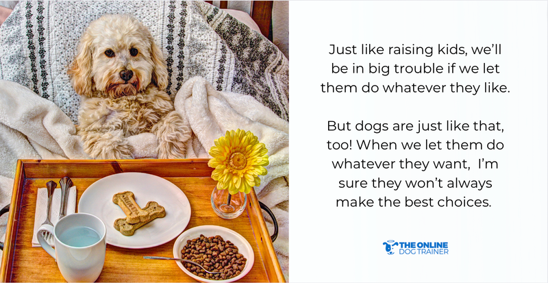 how to teach dog boundaries