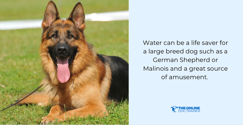 dogs overheating signs