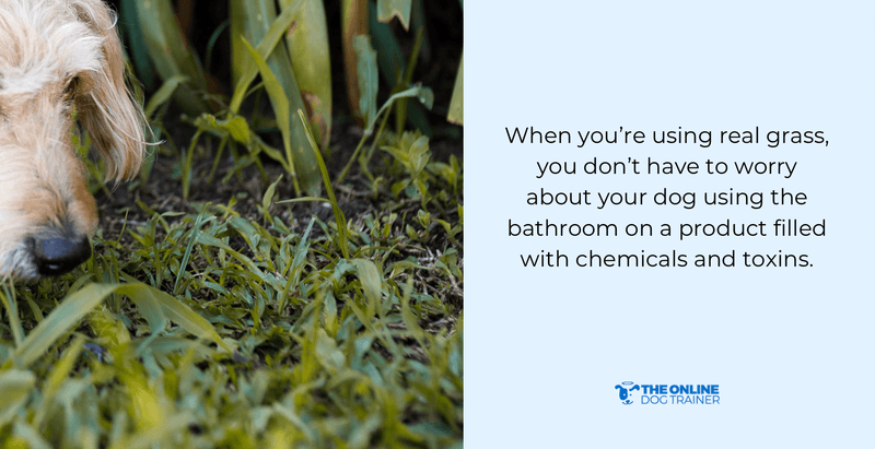 completely safe potty pads for indoor outdoor use