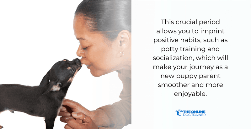 best age to adopt dogs