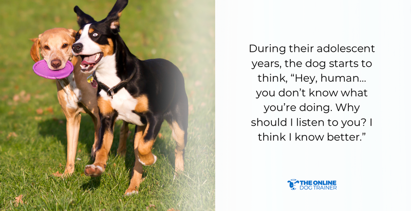 best age to adopt dogs