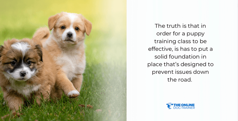 puppy training classes