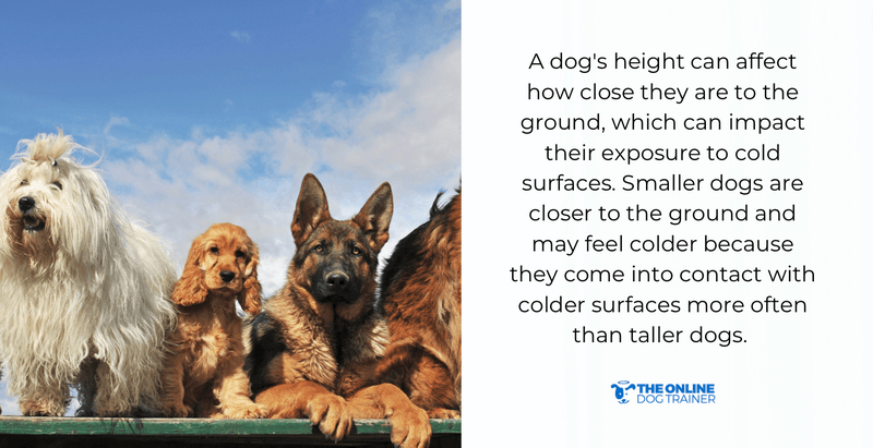 winter tips to keep dogs warm at night