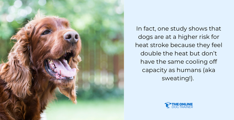 How to Keep Dogs Cool In Hot Weather