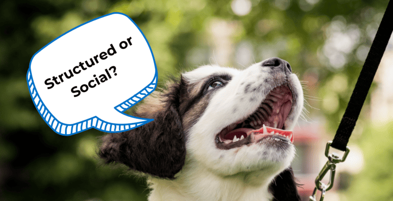 Two Most Important Types of Dog Walks EVERY Dog Owner Needs to Know cover