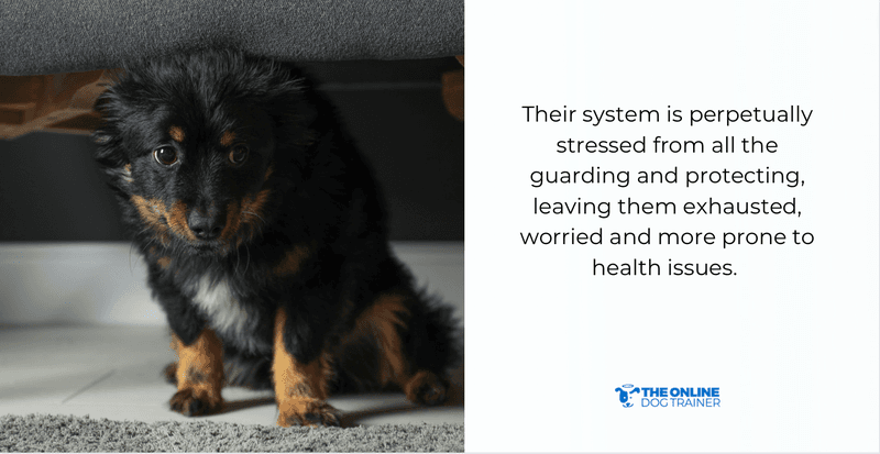 why teach boundaries to dogs