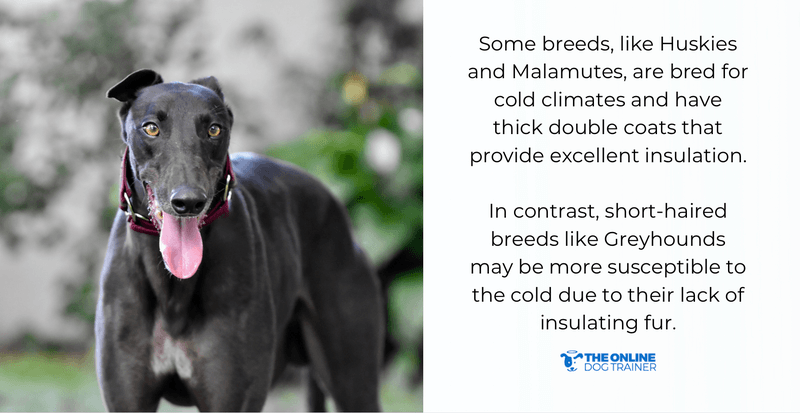 how to keep a dog warm at night