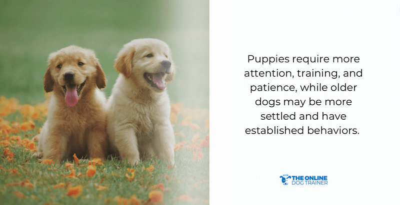 best age to adopt dogs