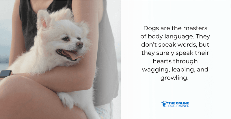 how to bond with your dog