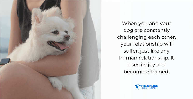 how to bond with your dog