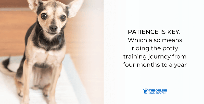 puppies potty training