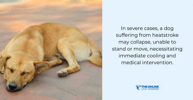 signs of overheating in dogs