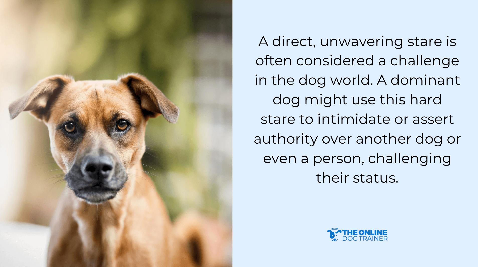 obedience classes for dominant dogs