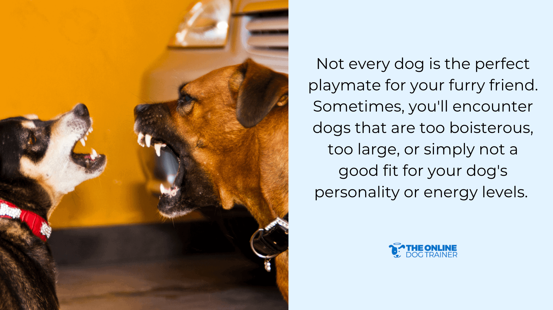 One dog can trigger your dog