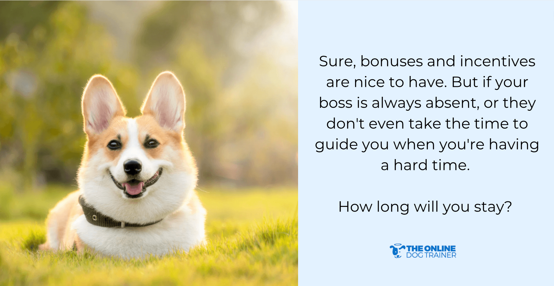 pack leadership in dogs