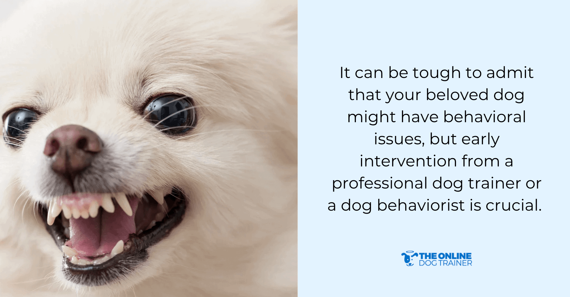 professional dog trainer for barking dogs