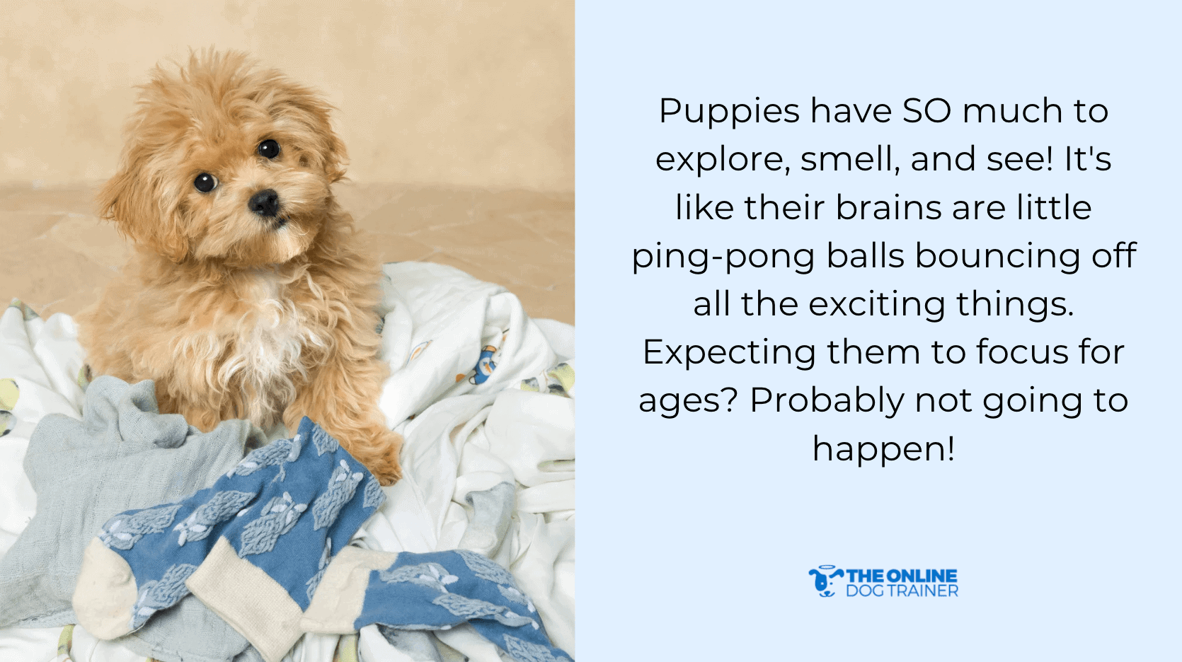 puppy routine consistency