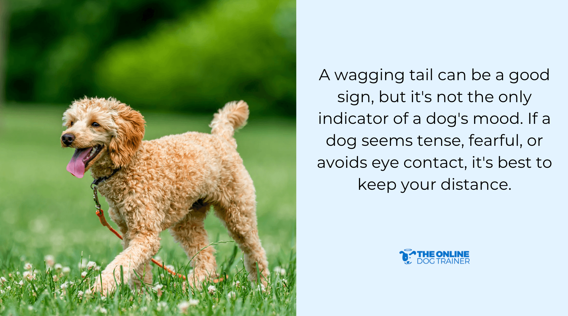 remain calm when an aggressive dog comes to you