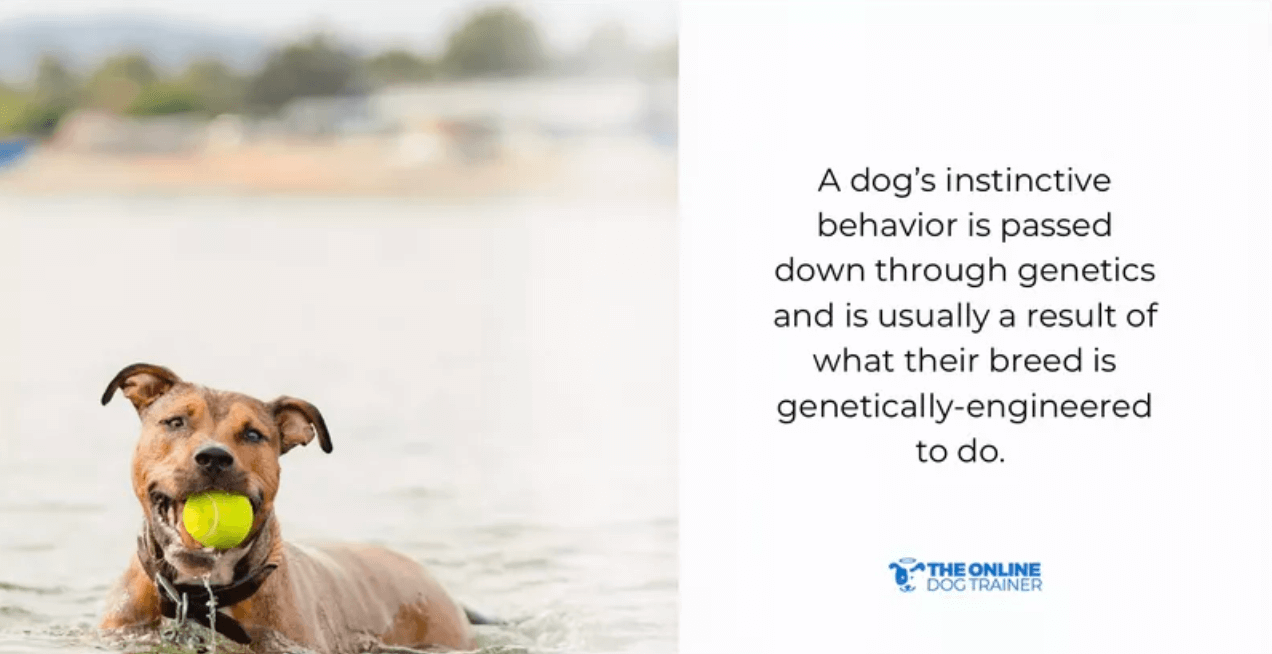 social bonds dog psychology