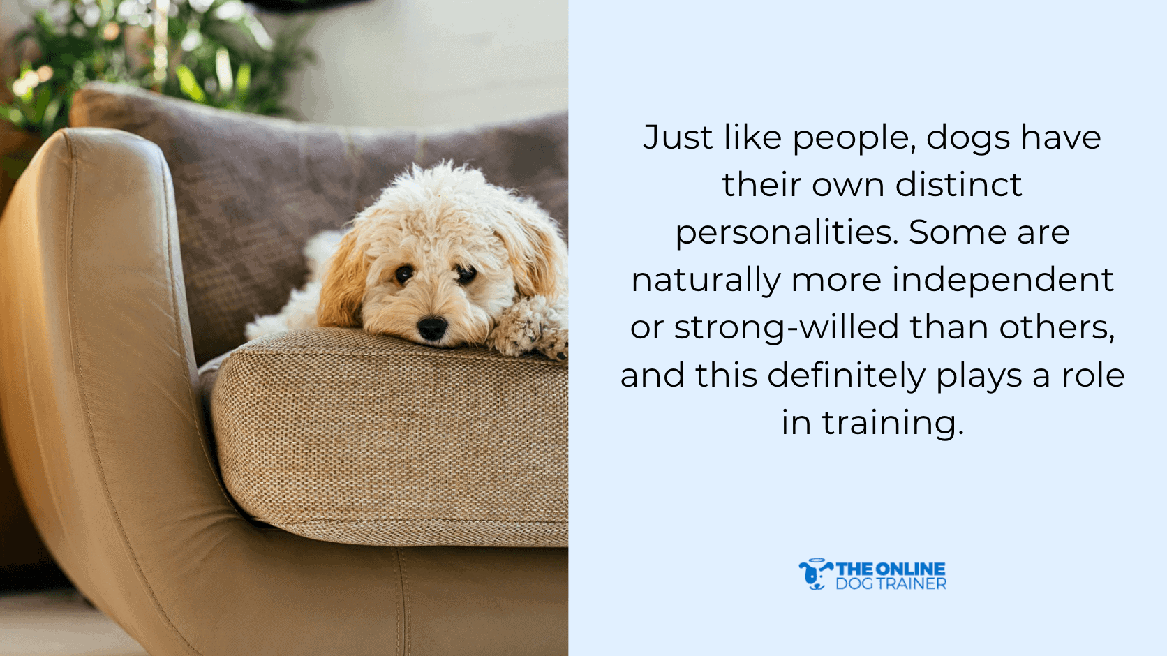 strong willed dogs puppy training