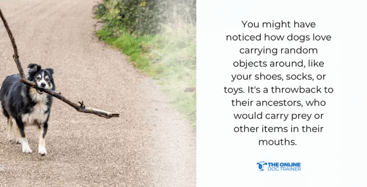 what is dog psychology