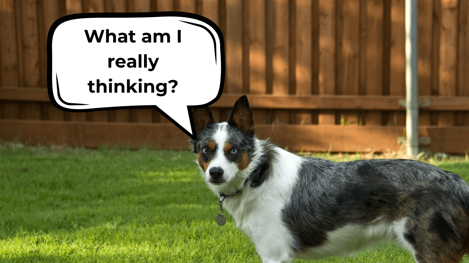 what is my dog thinking