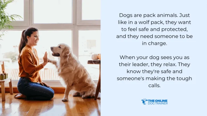 stop dog barking in seconds